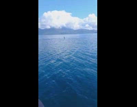 Pod of dolphins jump out of water