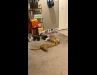 Cat kicks other cat in the face while wrestling 
