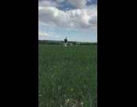 Black white dog runs red frisbee grass 