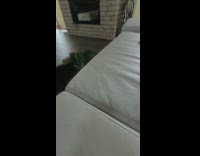 Parrot bird ride on back of dog