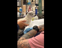 Collab Clips MPUGC - White dog at vet high 