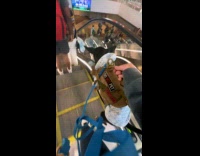 Woman travels with former aggressive dog 