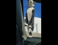 Black white cat climb on car windshield