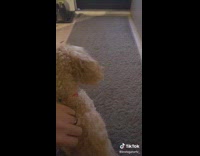 Dog waiting for owner to come home excited 