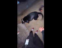 Dog freeze stares at guy while playing