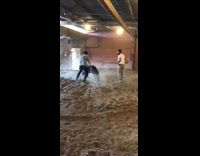 Two guys try to get on small mini horse get kicked in balls