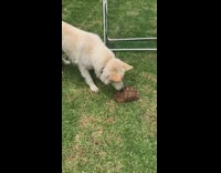 Collab DailyDoseOfInternet - Dog looks at turtle inside green pt. 2