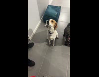 Dog jumps to man standing on door
