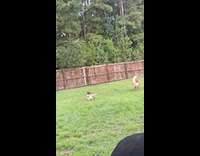 Golden retriever piss at toddler on backyard