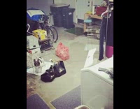 French bulldog dog climbs escapes pen cage