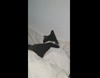 Cat sit funny stare at other cat