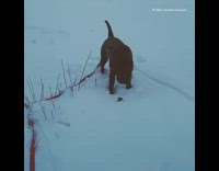 Brown Dog Scared of Mushroom In Snow