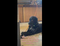 Black dog stops chewing stick looks concerned 