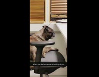 Dog on chair look at person working