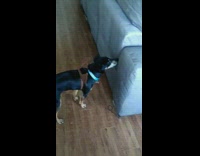 Dog has brown reindeer headband on body 