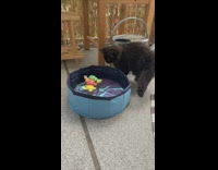 Brown cat toys in mini blue pool 