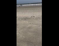 Man shirtless tiktok dance at the beach