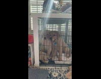 Lady asks puppies in crate if theyre having fun