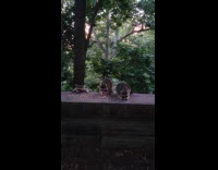 Collab WINY - Raccoon family eat snack on stone wall