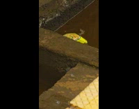 Snack floats on puddle at the railroad