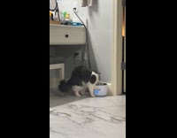 Cat legs goes up when drinking water