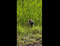 Wild raccoon emerges from the tall grass