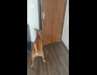 Brown dog opens door 