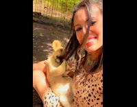 Collab PubityPets - Lion Cub on Ladys Lap Plays with Hair