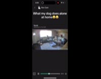 Dog alone at house does random things