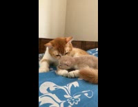 Kitten lick by its mother on bed