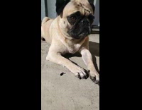 Collab PLC - Pug dog lay on the ground yawn