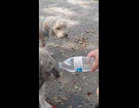 Two dogs drink water from plastic bottle 