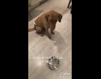 Diet challenge brown dog blue diaper knife 