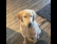 Golden retriever dog misses treat every time 