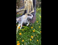 Dog sleeps on chair with skeleton
