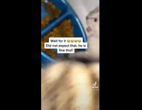 Collab BitchMP - Small white kitten trying big food blue bowl