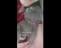 Lady Pets Cat as it Leans on Her