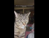 Tell crying tells her grey cat it isnt helping 