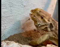 Slow motion bearded dragon eat grasshopper on wall