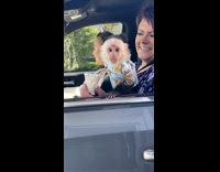 Two starbucks worker record monkey in car 