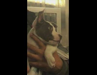 Acapella group sings on subway, grey white dog stares at men singing