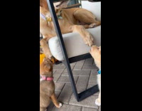 Puppies nibbling on dogs front paws