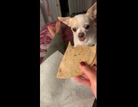 Chihuahua gets a long cheese pull from quesadilla 