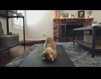 Day in the life brown puppy dog 