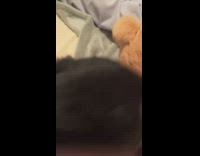 Little black dog fighting with teddy bear on bed