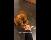 Collab Clips MPUGC - Woman feeds dog caviar and wants more 