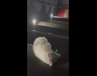 Small kitten tries to navigate its way down a flight of stairs 
