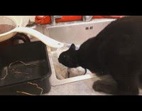 Pet cat licks and eats leftover food from the sink