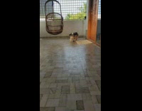 Black white dog walk towards camera slow motion