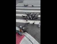 large crowd of rats around dropped food